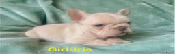 French Bulldog dogs for sale: Only 2 Girls left:French Bull Dog Puppies - Advert 25