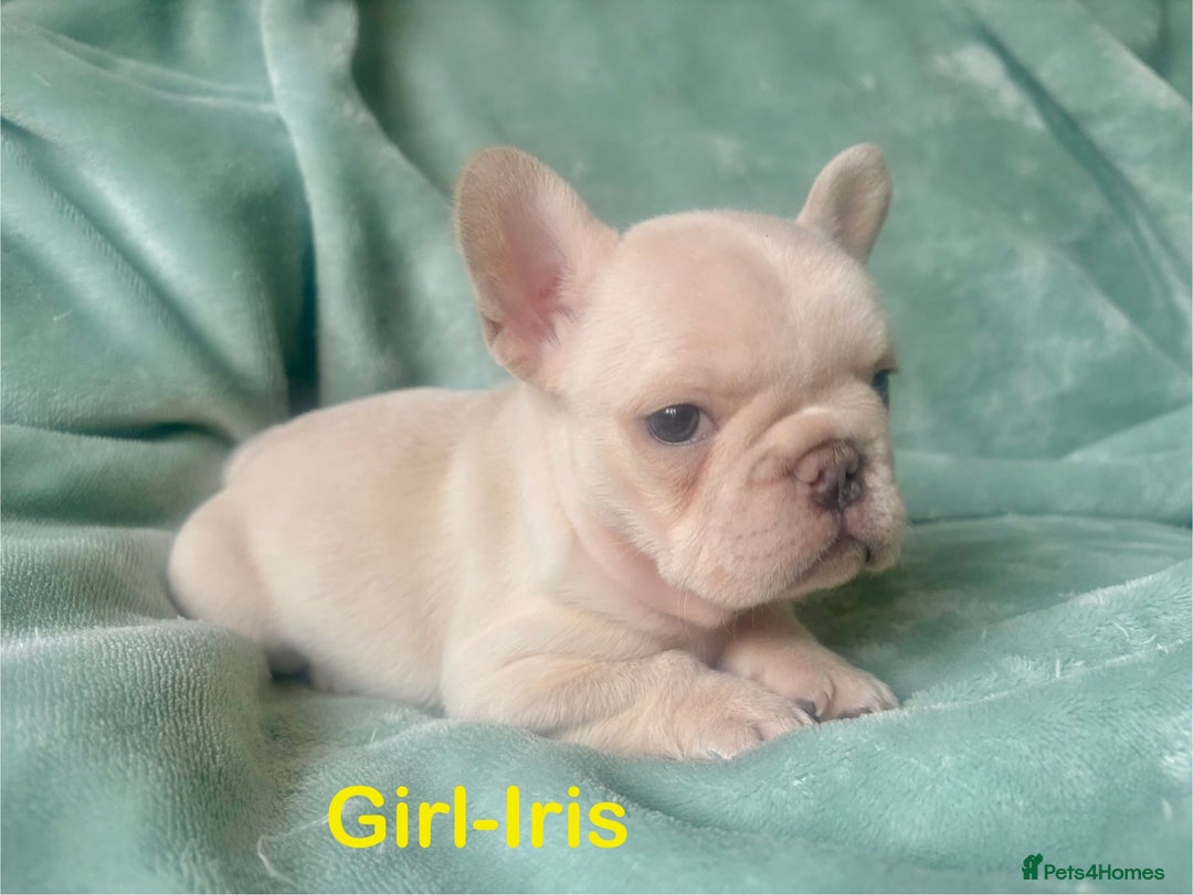 French Bulldog dogs for sale: Only 2 Girls left:French Bull Dog Puppies - Advert 25