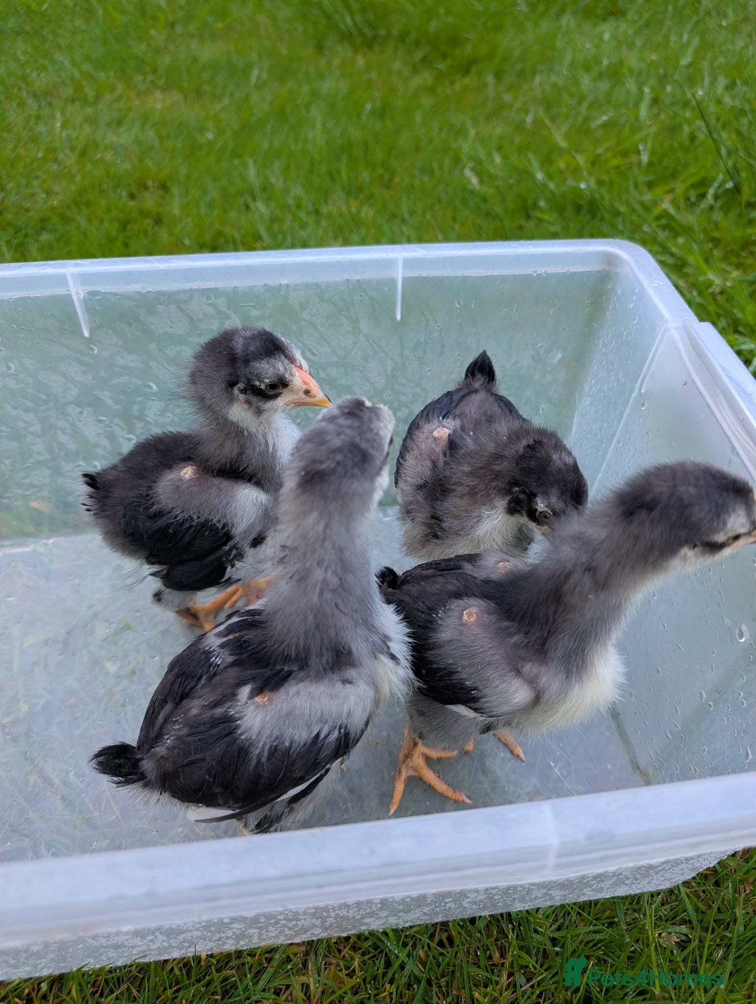 Chickens poultry 3 week old chicks  - Advert 1