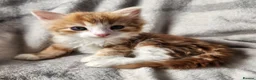 Siberian cats for sale: Hypoallergenic, TICA, Traditional Siberian kittens - Advert 7