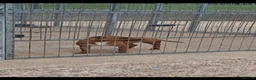 Staffordshire Bull Terrier dogs for sale: Red Staffordshire bull terrier Female  in Omagh - Advert 1