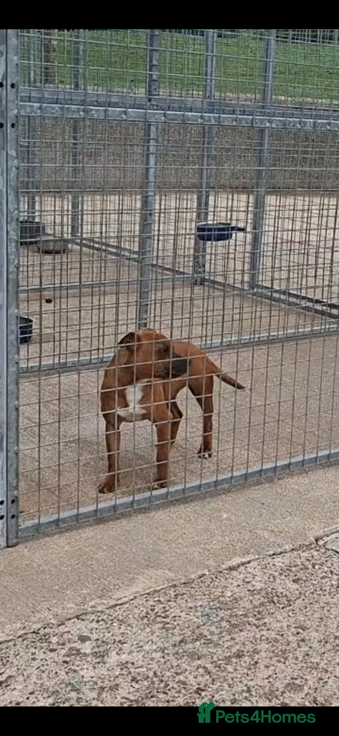 Staffordshire Bull Terrier dogs for sale: Red Staffordshire bull terrier Female  in Omagh - Advert 1