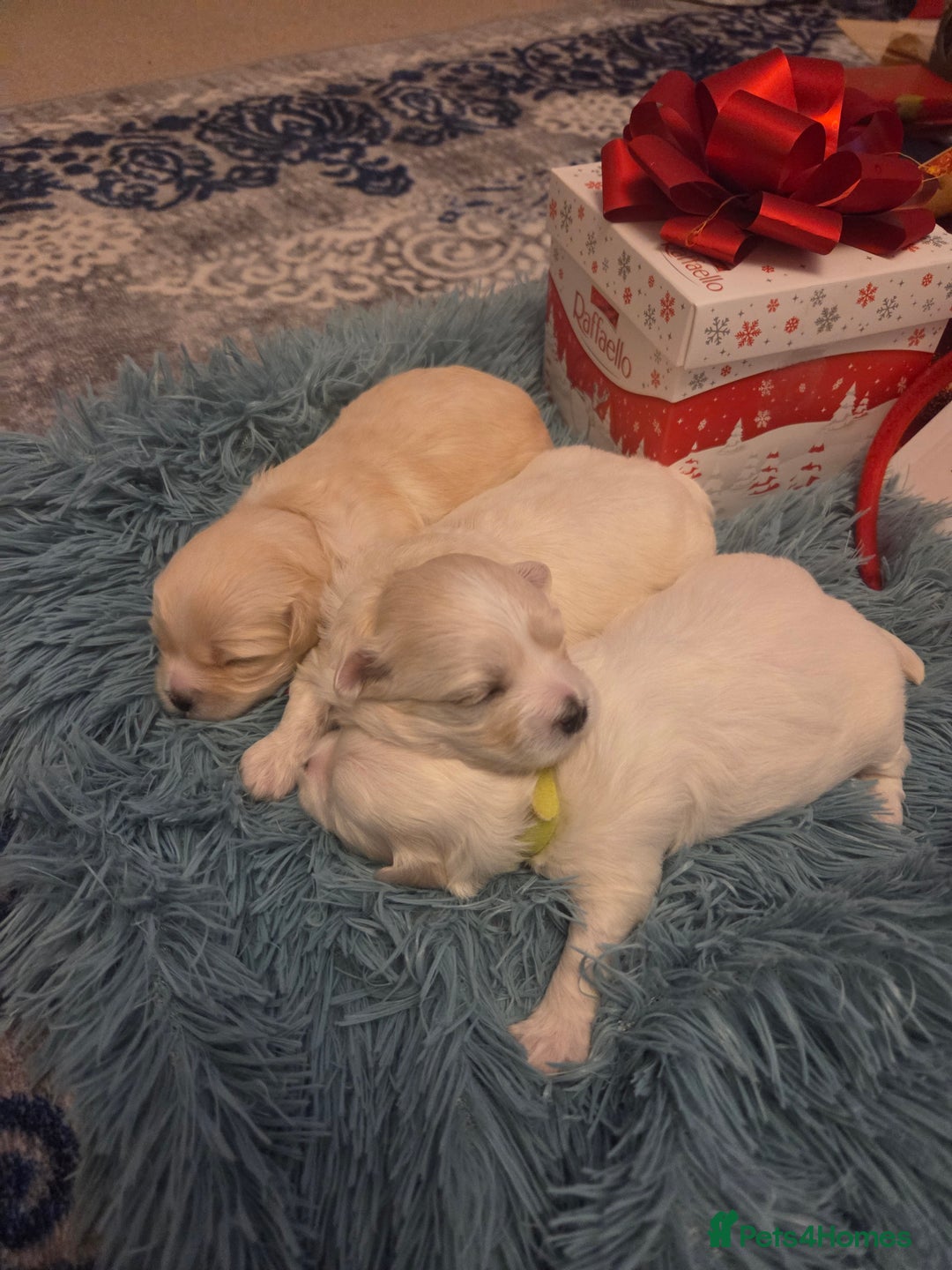 Bichon Frise dogs for sale: Cute little puppies 🩷🩷🩷 - Advert 7