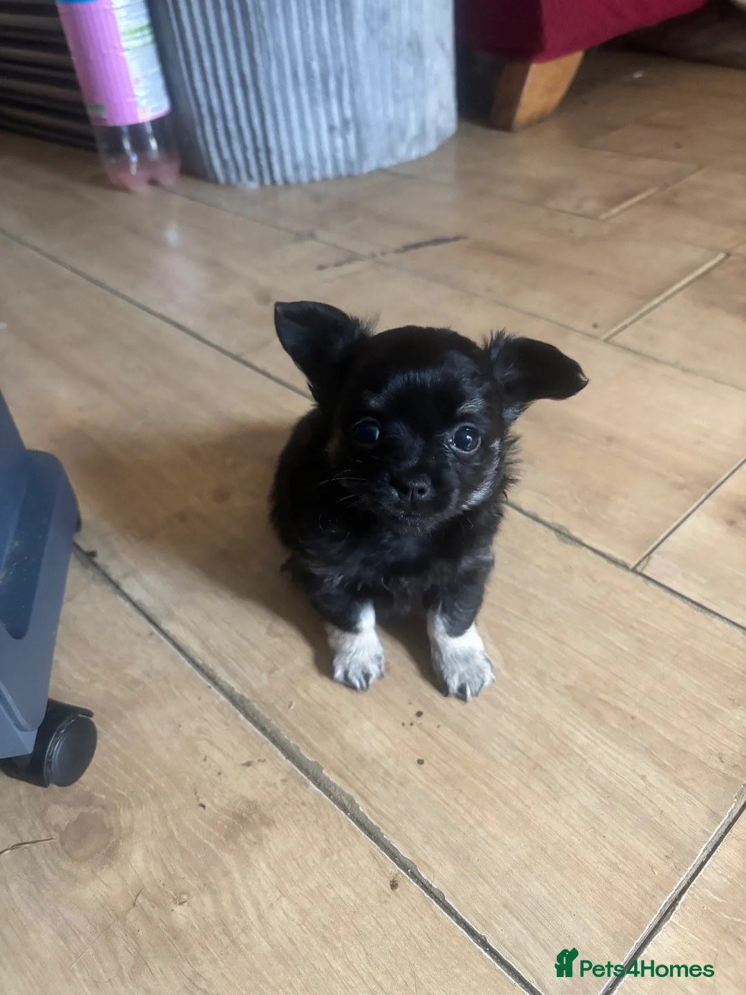 Chihuahua dogs for stud: Proven Chihuahua Stud - Advert 14