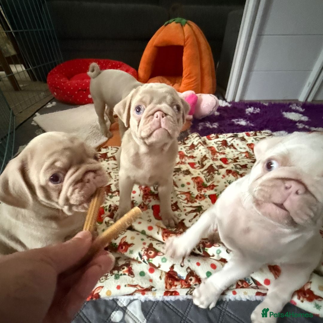 Pug dogs for sale: Pink Pug Puppies Available - Advert 8