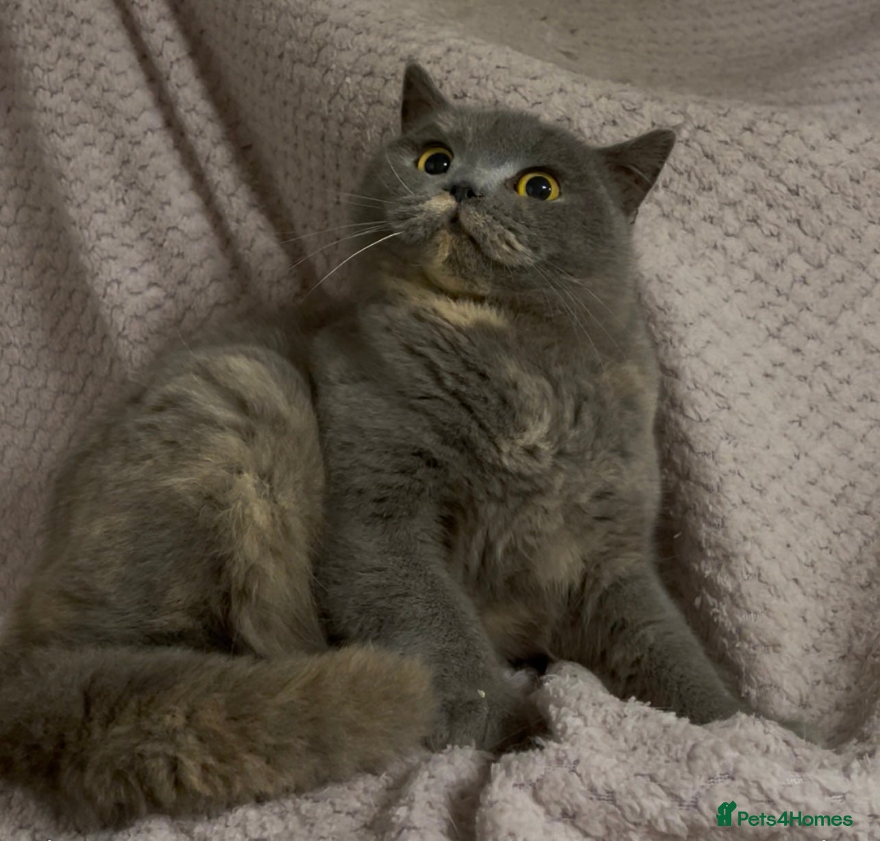 British Shorthair cats GCCF Registered ACTIVE for breeding Female Kitten  - Advert 15
