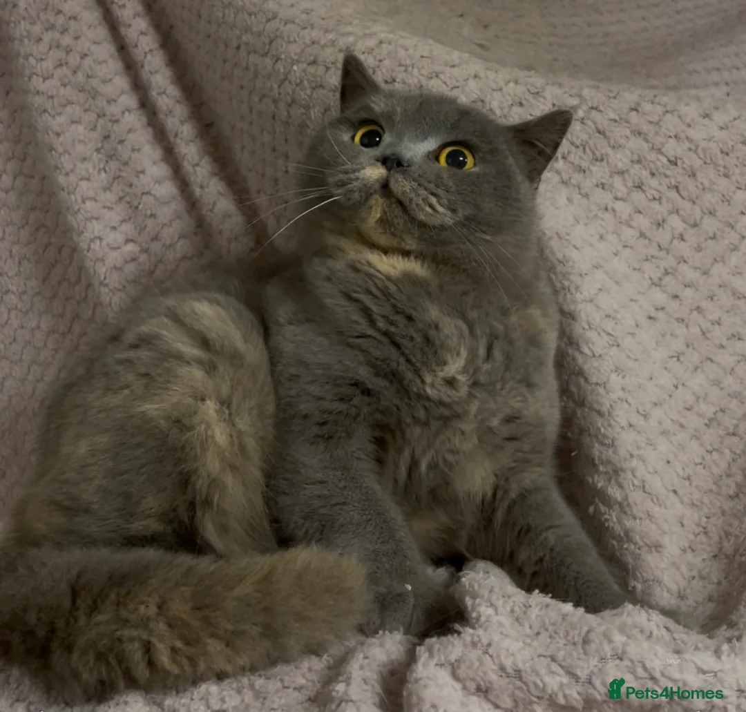 British Shorthair cats for sale: GCCF Registered ACTIVE for breeding Female Kitten  - Advert 1