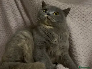 British Shorthair cats GCCF Registered ACTIVE for breeding Female Kitten - Advert 1