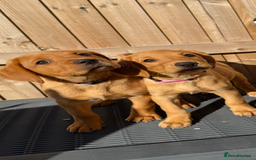 Labrador Retriever dogs for sale: READY NOW KC registered fox red Labrdor retriever  - Image 5