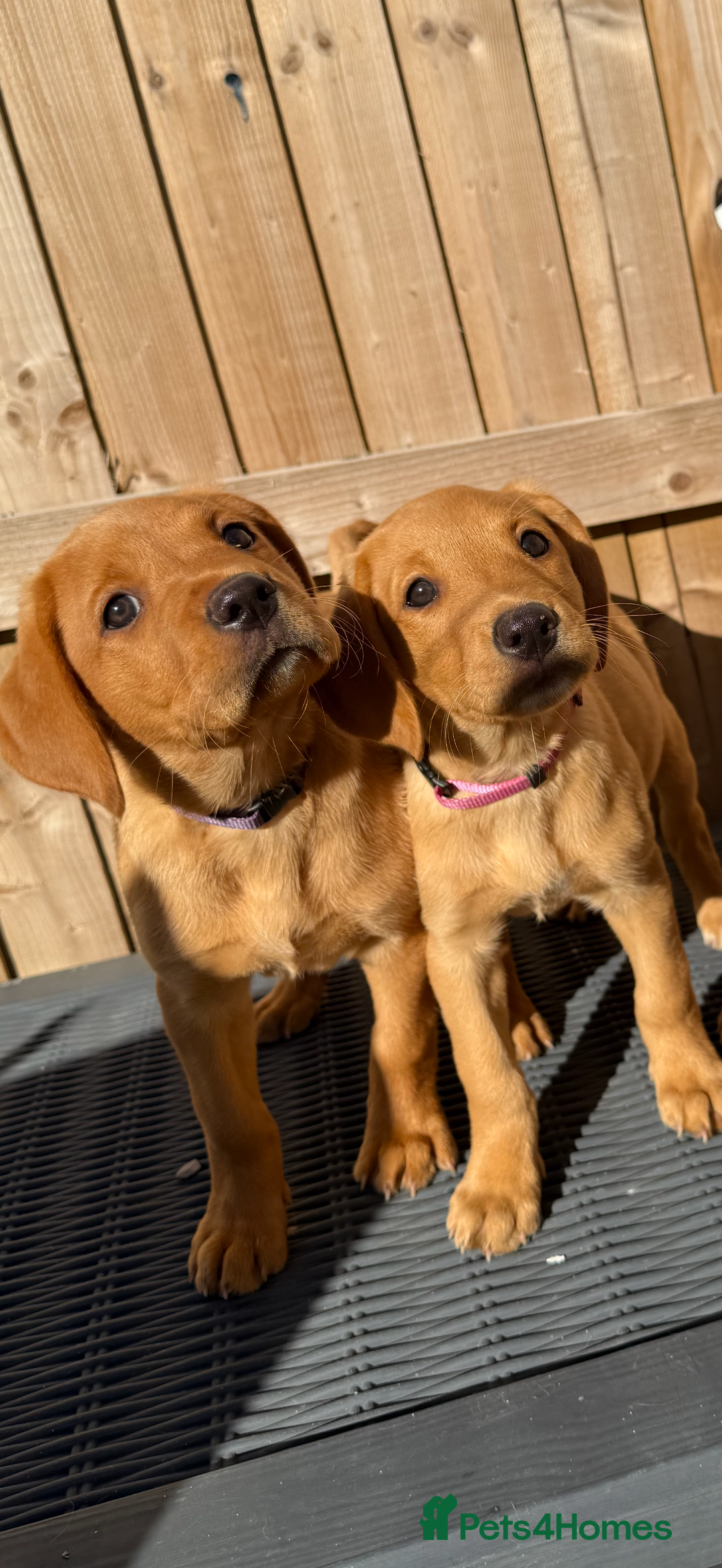 Labrador Retriever dogs for sale: READY NOW KC registered fox red Labrdor retriever  - Image 5