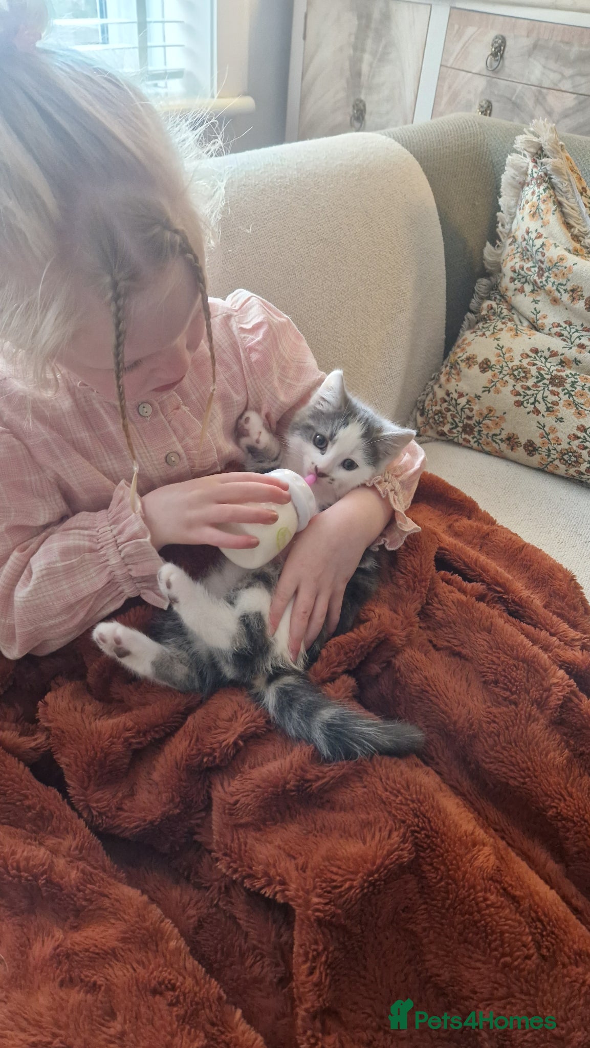 Mixed Breed cats My beautiful maincoon luna has 4 playful boys  - Advert 6