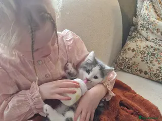 Mixed Breed cats My beautiful maincoon luna has 4 playful boys - Advert 1