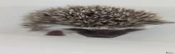 Pygmy Hedgehog rodents for sale: Beautiful Female Hoglets Ready Now 8 weeks old!!! - Advert 18