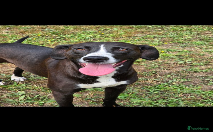 Mixed Breed dogs - Advert 10