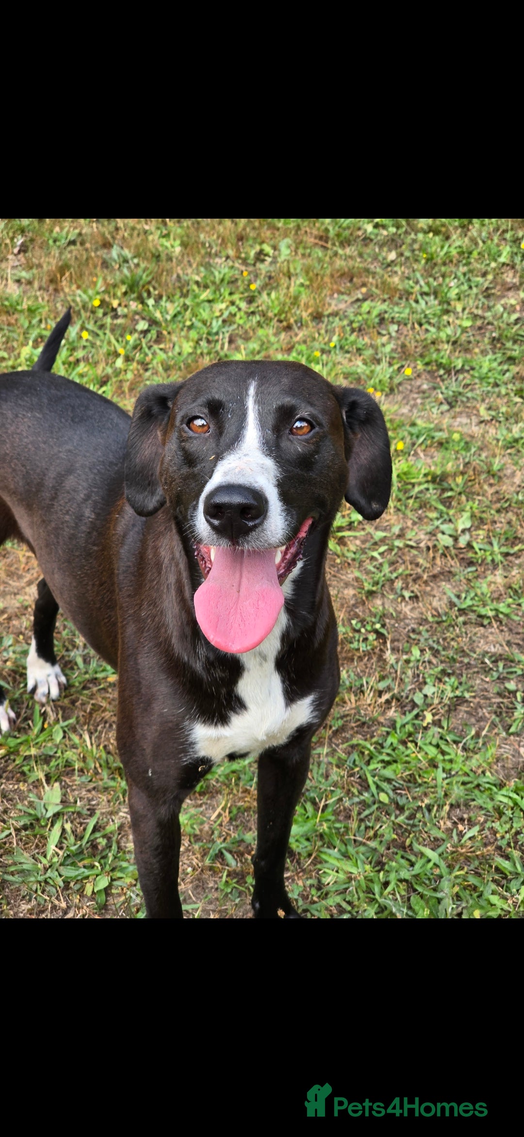 Mixed Breed dogs for sale: For adoption - Image 1