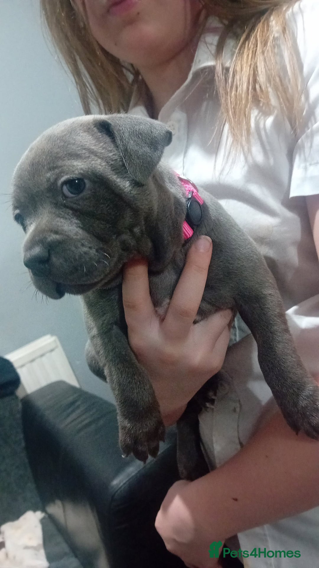 Staffordshire Bull Terrier dogs for sale: **Gorgeous blue staffy pups** - Advert 8