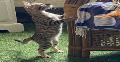 Bengal cats - Advert 4