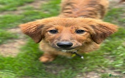 Mixed Breed dogs for adoption: MAGGIE -Friendly girl/4 months/loves dogs & kids - Image 4