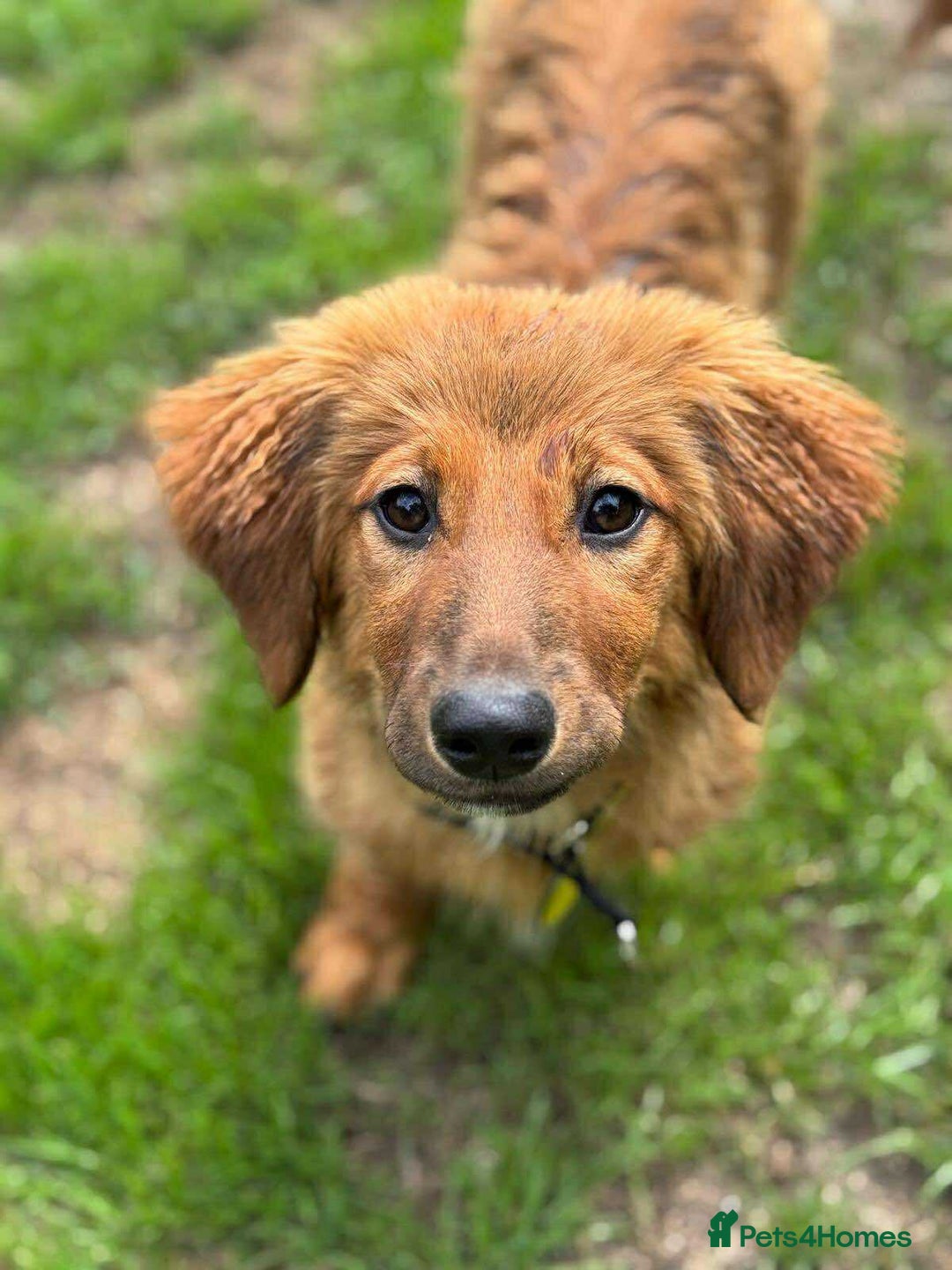 Mixed Breed dogs for adoption: MAGGIE -Friendly girl/4 months/loves dogs & kids - Image 4