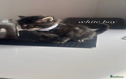 Mixed Breed cats for sale: beautiful, fluffy, tabby litter of 6 kittens - Image 10