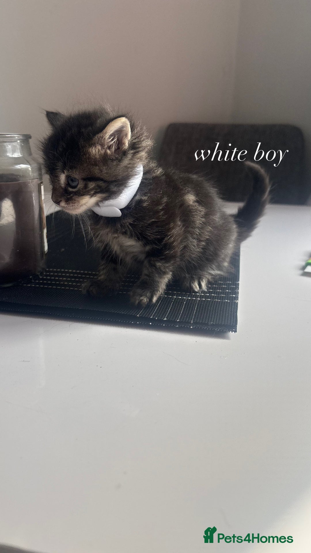 Mixed Breed cats for sale: beautiful, fluffy, tabby litter of 6 kittens - Image 10