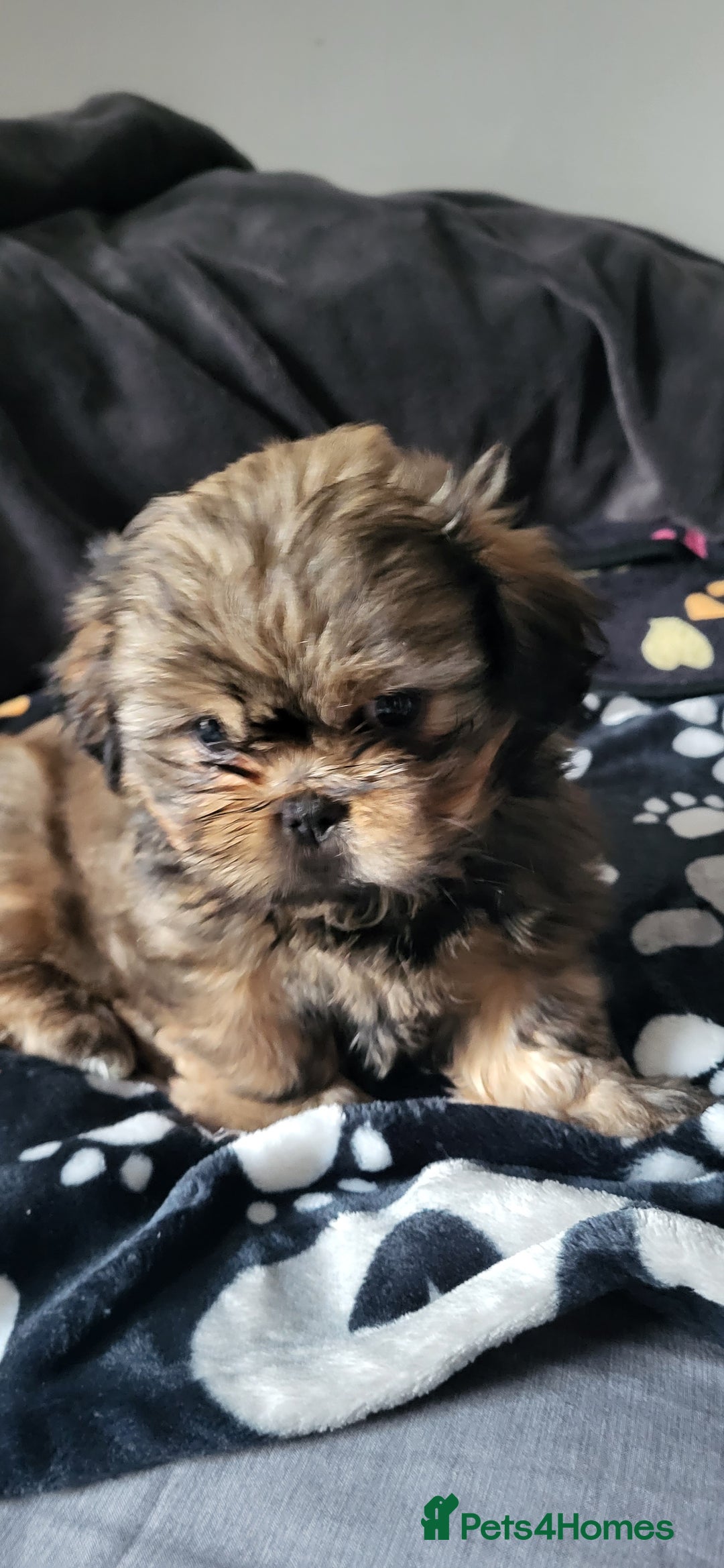 Shih Tzu dogs for sale: Adorable Shih tzu Puppies  - Image 19