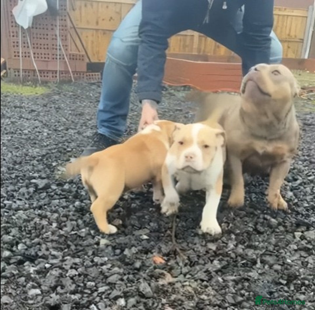 American Bully dogs for sale: x2 American Bully Puppies (Male) - Advert 10