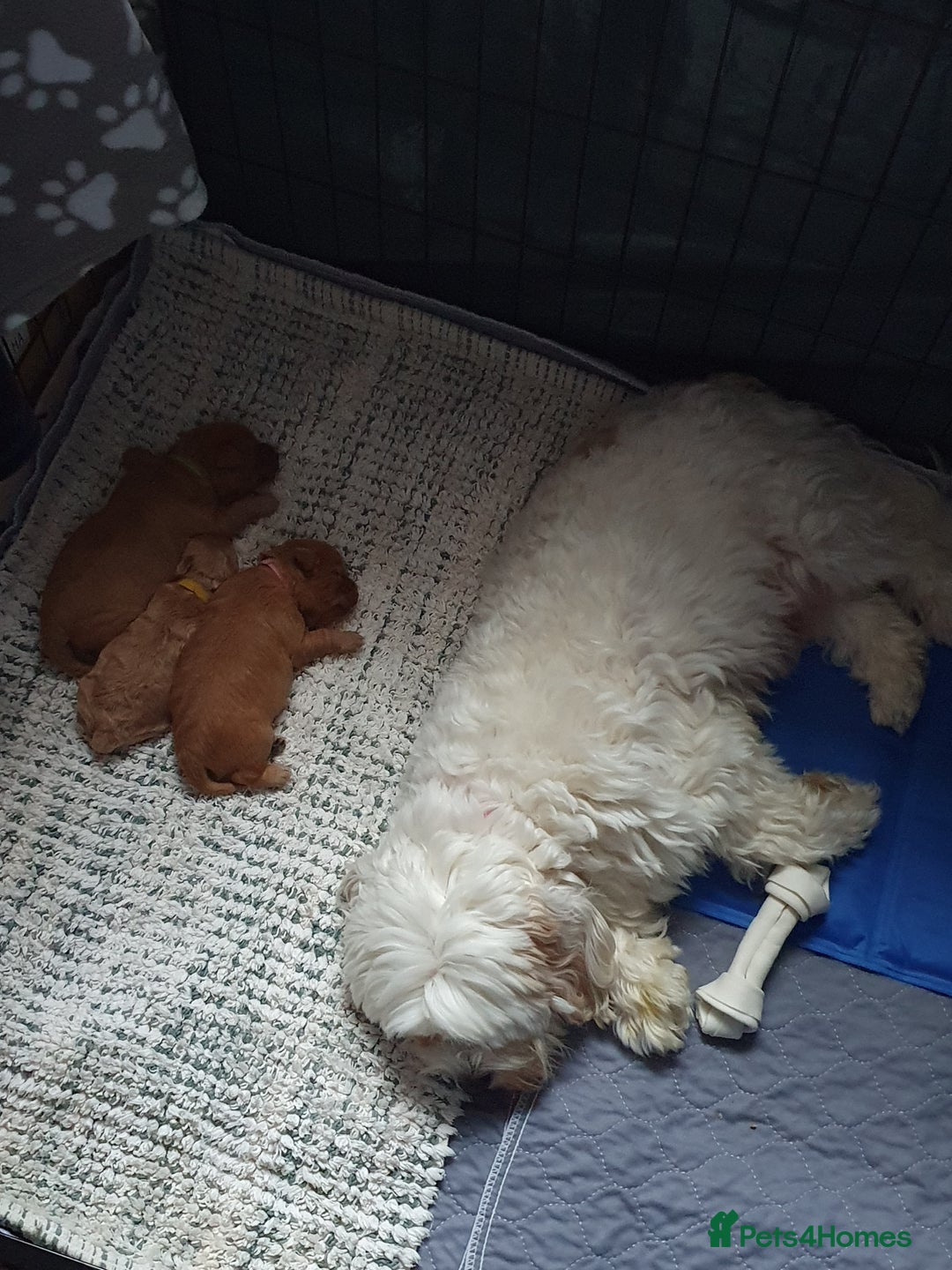 Mixed Breed dogs for sale: Beautiful red and fawn colour Cavapoochons pups - Advert 28