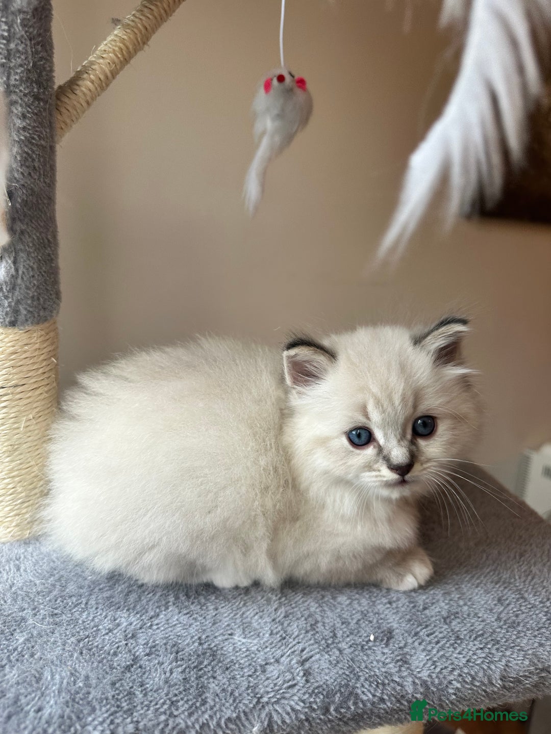 Neva Masquerade cats for sale: Gorgeous Neva Masquerade/British Blue Kittens  - Advert 18