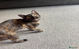 Domestic Shorthair cats for sale: Domestic Shorthair Tortoiseshell - Image 1