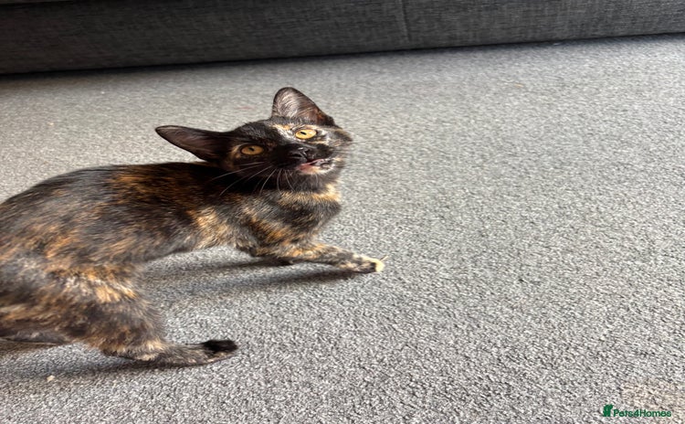 Domestic Shorthair cats - Advert 2