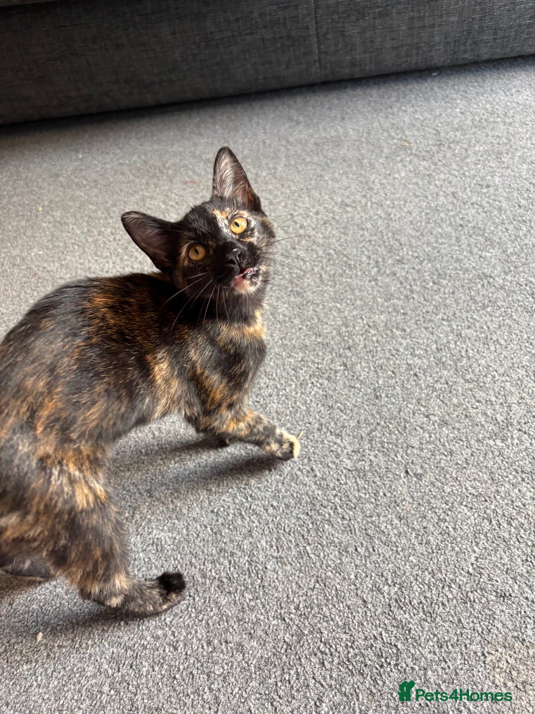 Domestic Shorthair cats for sale: Domestic Shorthair Tortoiseshell - Image 1