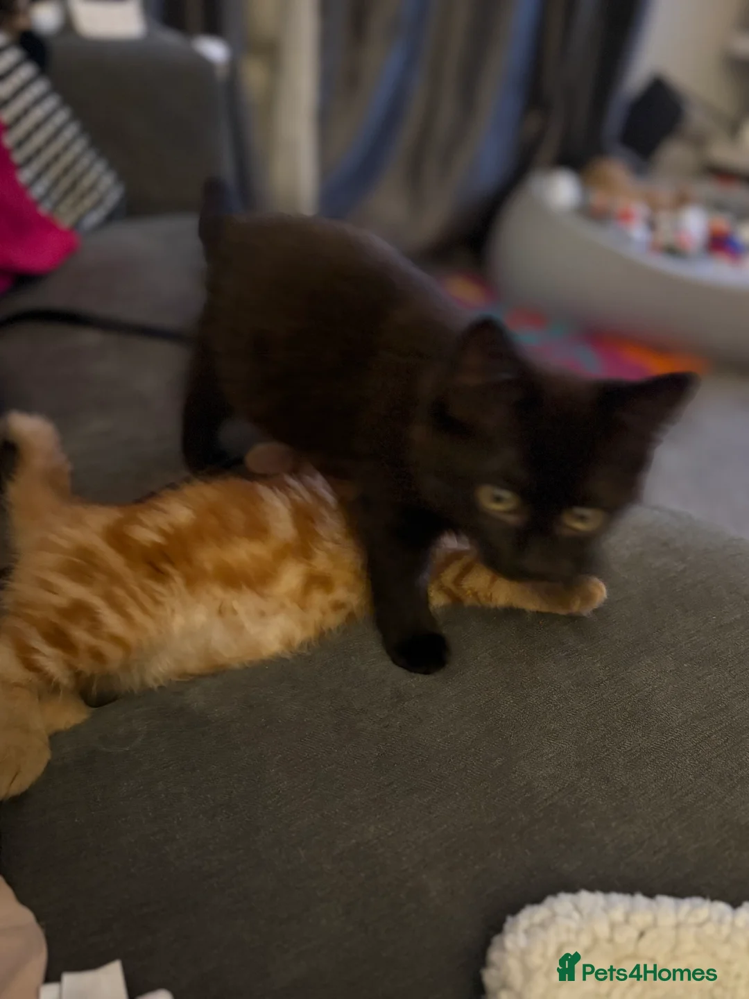 Mixed Breed cats for sale: TWO MALE BROTHERS NEEDING A NEW FAMILY - Advert 6