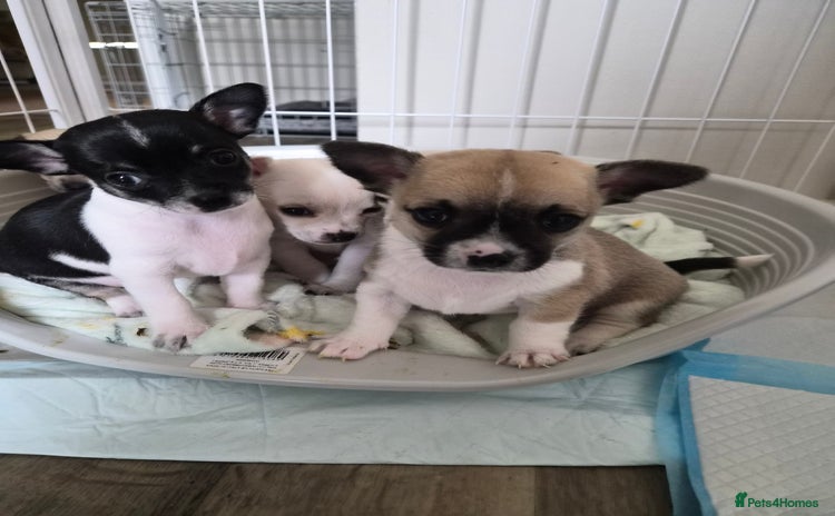 Chihuahua dogs - Advert 1