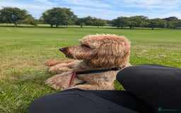 Cockapoo dogs for stud: 100% Proven F1 Fox Red Cockapoo, Stud only in Kirkcaldy - Image 33