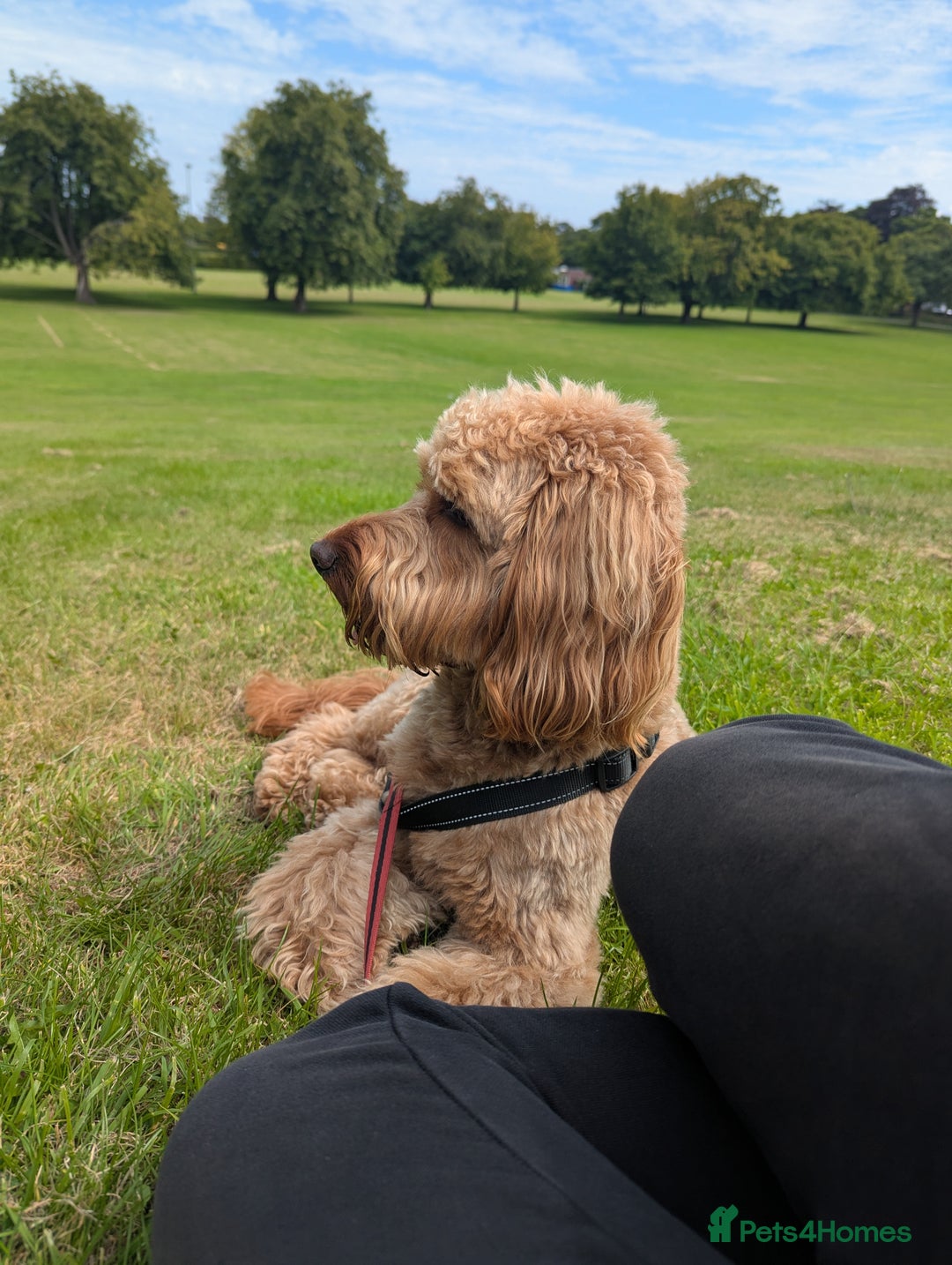 Cockapoo dogs for stud: 100% Proven F1 Fox Red Cockapoo, Stud only in Kirkcaldy - Image 33