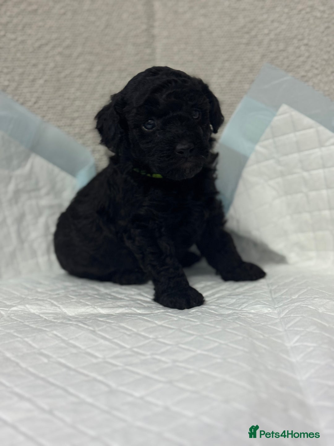 Toy Poodle dogs for sale: Toy poodle  - Advert 14
