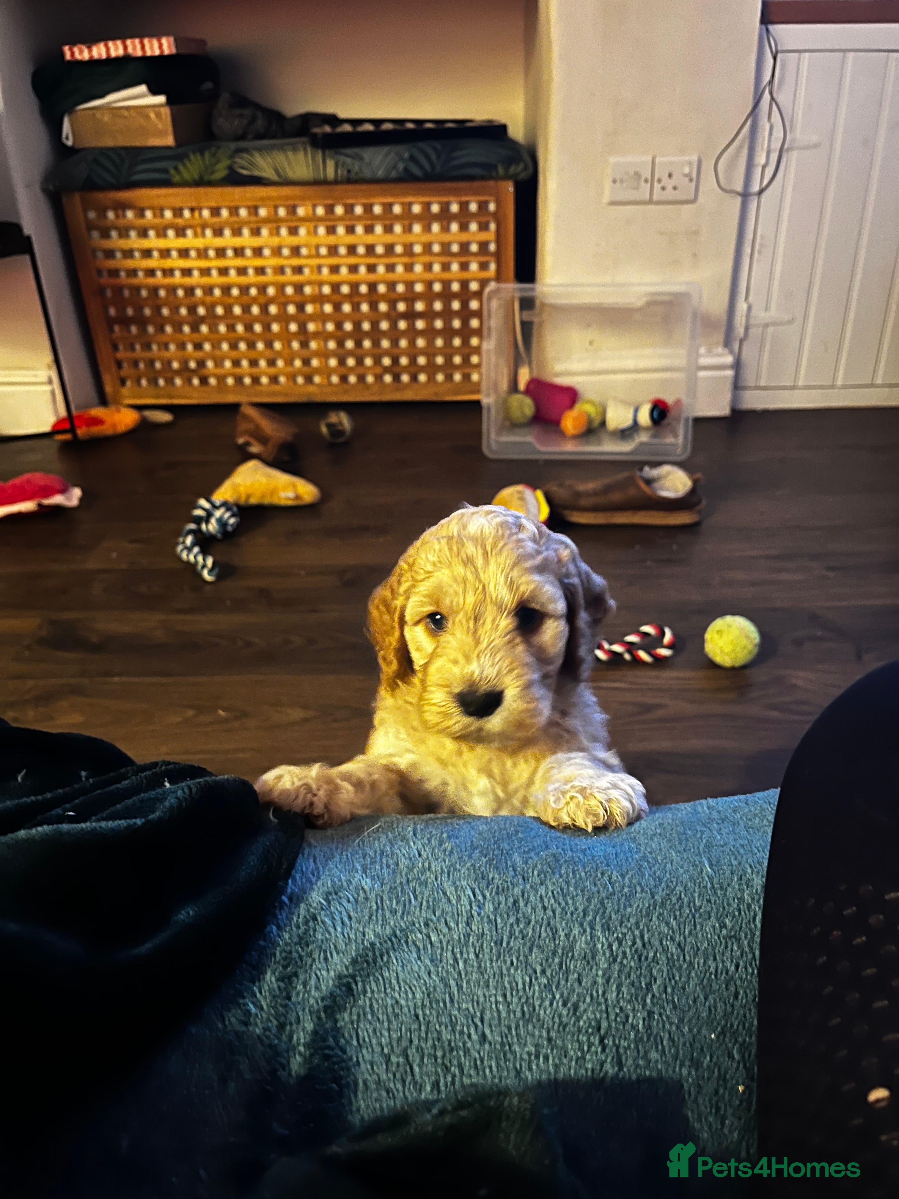 Cockapoo dogs Red and apricot miniature Cockapoo puppies  - Advert 2