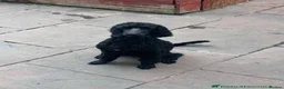 Labradoodle dogs for sale: 10 month old labradoodle F1B pups - Advert 5