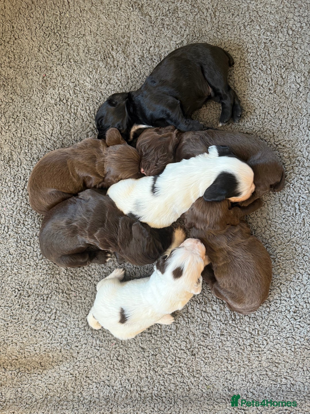 Sprocker dogs for sale: 4 Beautiful Boy Spaniels Left! - Advert 2