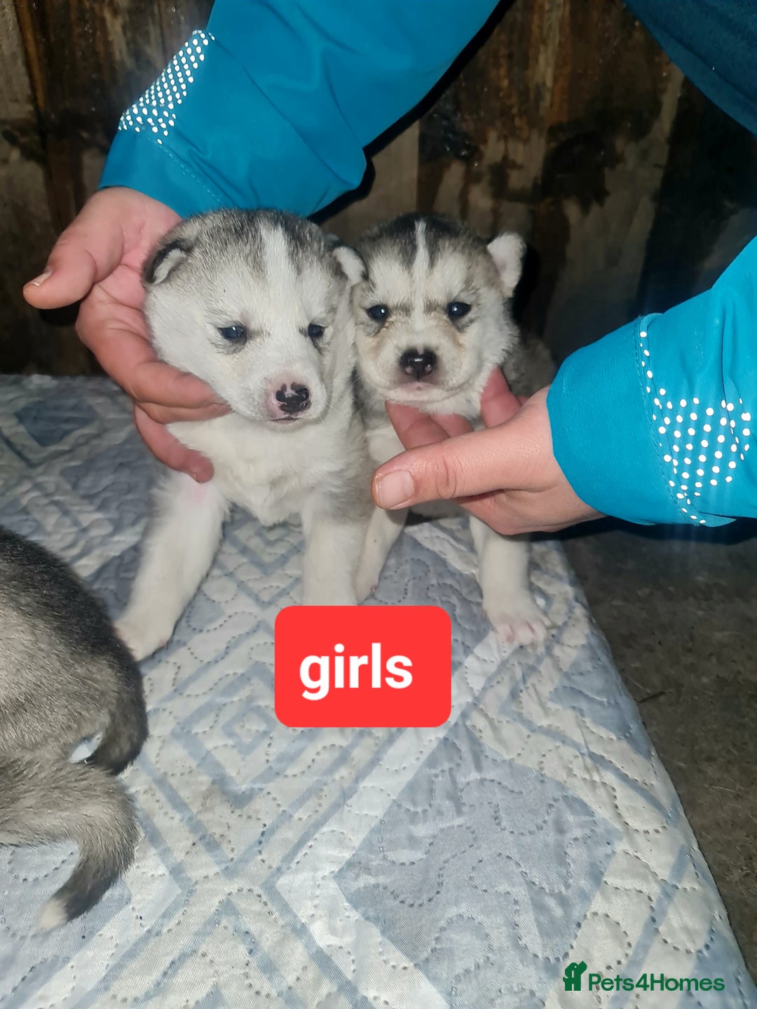 Siberian Husky dogs for sale: 6 siberian husky  - Advert 6