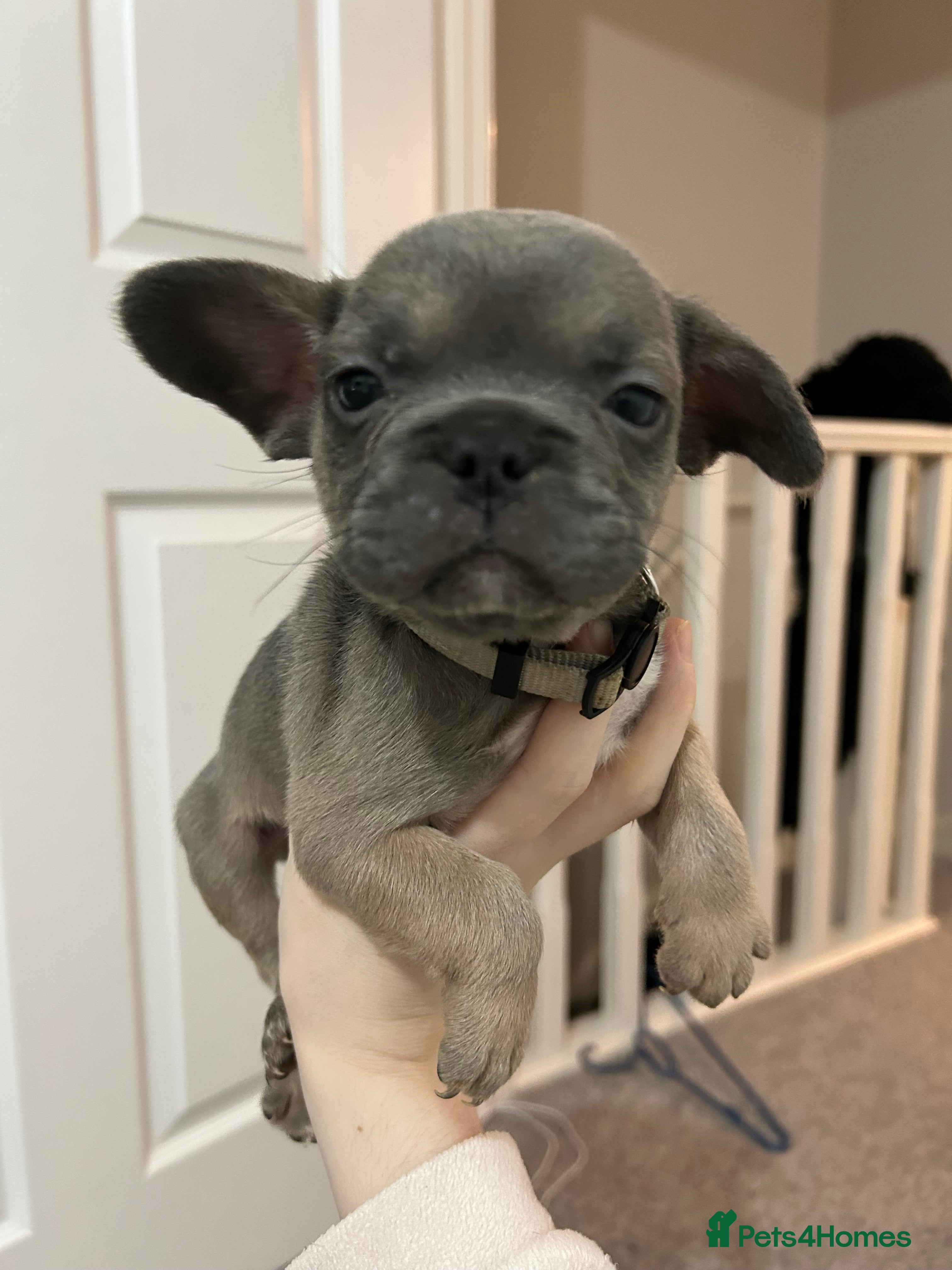 French Bulldog dogs FLUFFY PINK ISABELLA BLUE TAN KC REGISTERED  - Advert 7