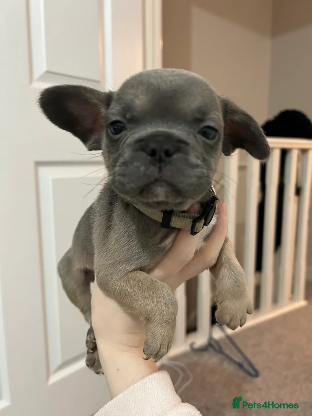 French Bulldog dogs for sale: FLUFFY PINK ISABELLA BLUE TAN KC REGISTERED  - Advert 1