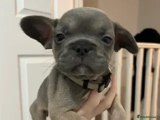 French Bulldog dogs FLUFFY PINK ISABELLA BLUE TAN KC REGISTERED - Advert 7