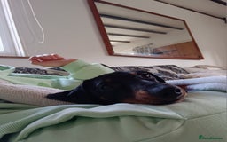 Dachshund dogs for sale: 1 year old Male Dauchund for Sale - Image 1