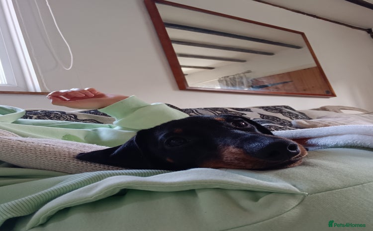 Dachshund dogs - Advert 2