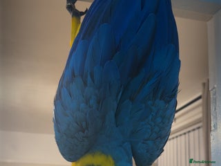 Macaws birds - Advert 23