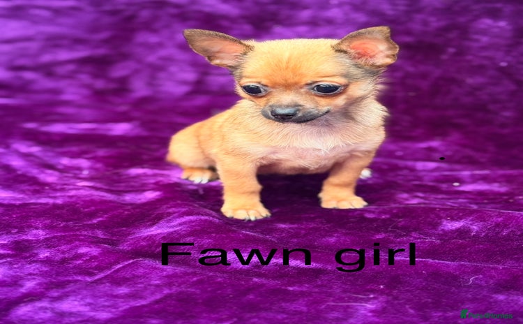 Chihuahua dogs - Advert 5