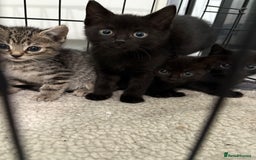 British Shorthair cats for sale: 5 British short hair kittens  - Image 5