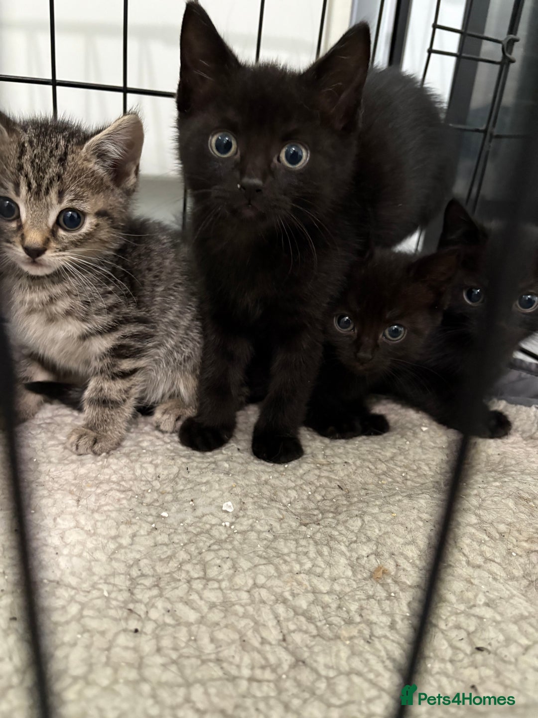 British Shorthair cats for sale: 5 British short hair kittens  - Image 5